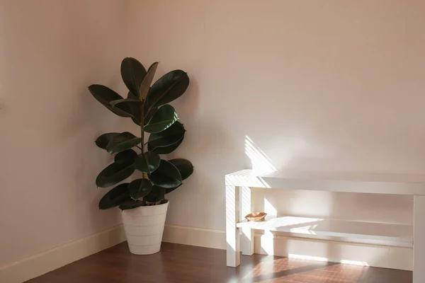 Rubber plant is a popular air purifier to decorate homes and bedrooms. Indian rubber trees are used to decorate the bedrooms. Ficus Elastica