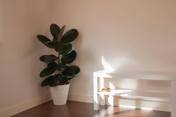 Stock image Rubber plant is a popular air purifier to decorate homes and bedrooms. Indian rubber trees are used to decorate the bedrooms. Ficus Elastica