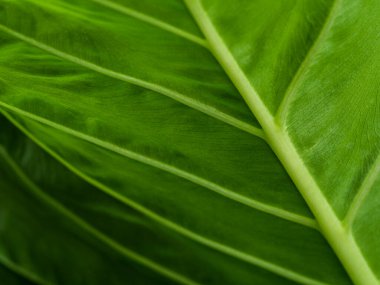 Taze yeşil tropikal yapraklar yakındır. Yeşil tonlarda soyut desen dokusu.