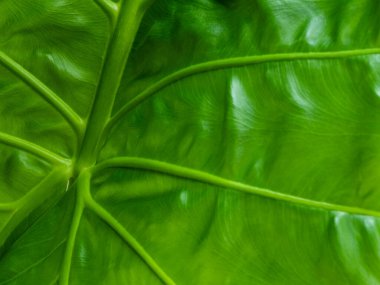 Taze yeşil tropikal yapraklar yakındır. Yeşil tonlarda soyut desen dokusu.