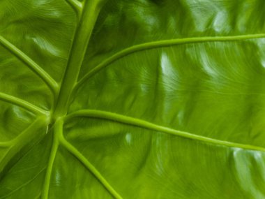 Taze yeşil tropikal yapraklar yakındır. Yeşil tonlarda soyut desen dokusu.