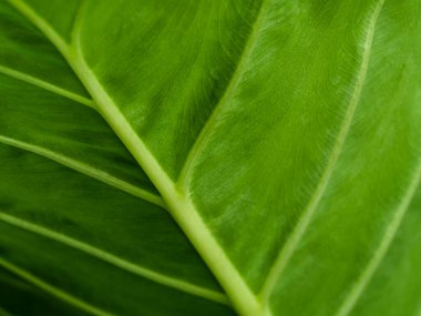 Taze yeşil tropikal yapraklar yakındır. Yeşil tonlarda soyut desen dokusu.