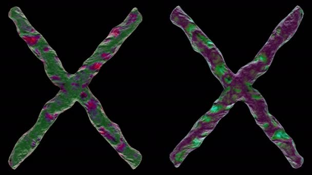 3D render Chromosome X on black background. — Stock Video