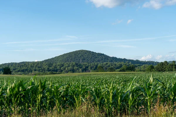 Grande Campo Milho Com Uma Montanha Fundo — Fotografia de Stock