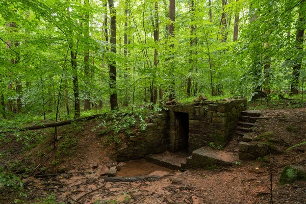 Ruinerna Liten Stuga Och Källarstuga Det Gröna Sommarskogslandet — Stockfoto