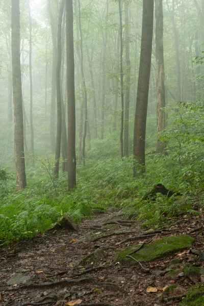 View Trees Forest Shrouded Early Morning Mist — Stock Photo, Image