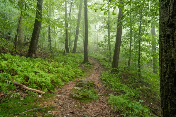 Sentier Pédestre Dans Forêt Verte Été Avec Brouillard Tôt Matin — Photo