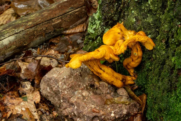 在潮湿的森林里 从一棵树的底部长出了一些橙色的真菌 — 图库照片