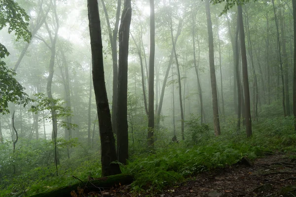 View Trees Forest Shrouded Early Morning Mist — Stock Photo, Image