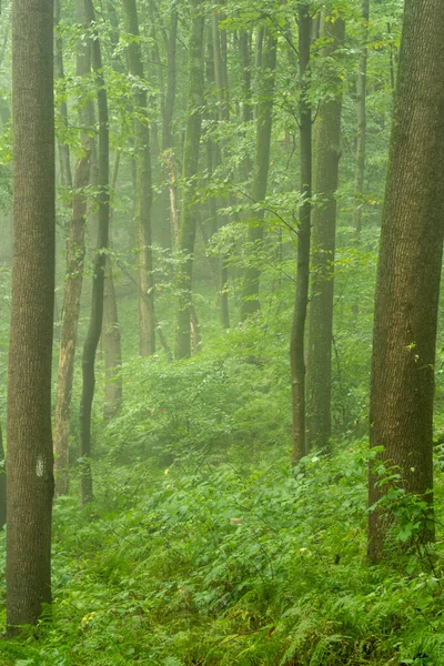 Bel Arrière Plan Arbres Dans Forêt Petit Matin Brume — Photo