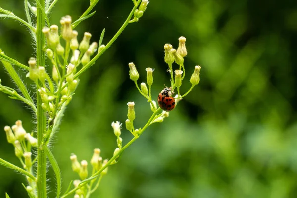 Nahaufnahme Eines Marienkäfers Auf Einer Wildblume Die Blattläuse Frisst — Stockfoto