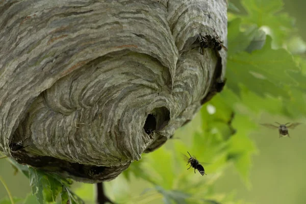 Eine Nahaufnahme Eines Hornissennestes Einem Ahornbaum Sommer — Stockfoto