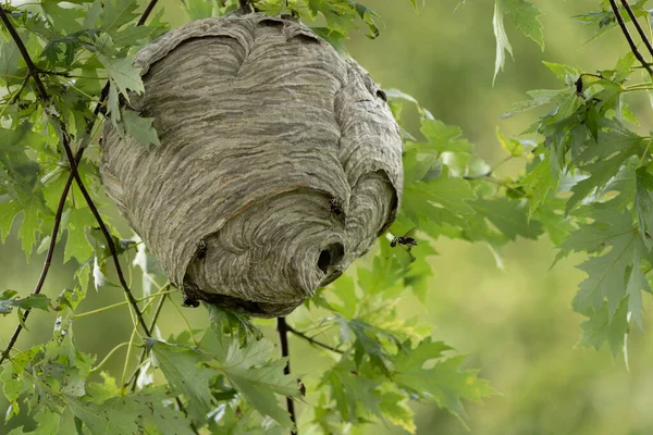 Eine Nahaufnahme Eines Hornissennestes Einem Ahornbaum Sommer — Stockfoto