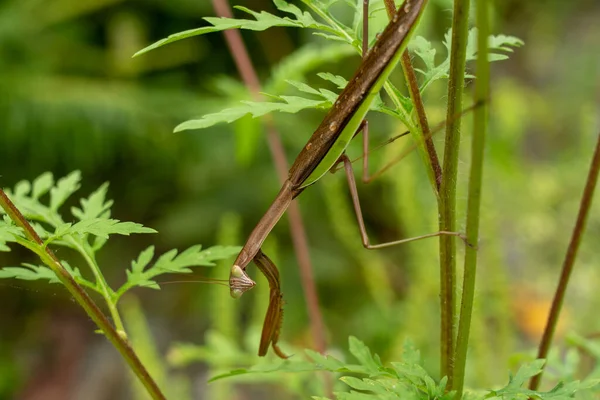 Eine Gottesanbeterin Getarnt Auf Einem Unkraut Wald — Stockfoto