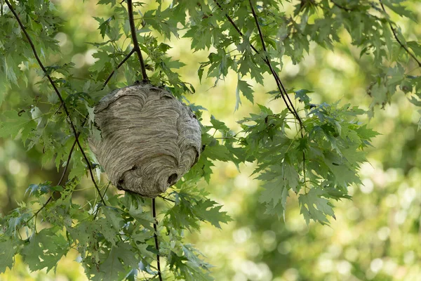 Eine Nahaufnahme Eines Hornissennestes Einem Ahornbaum Sommer — Stockfoto