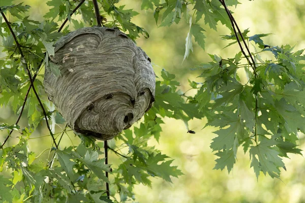 Eine Nahaufnahme Eines Hornissennestes Einem Ahornbaum Sommer — Stockfoto