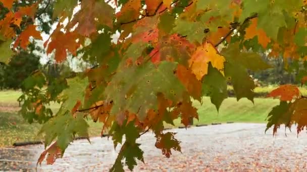 Belle Chute Laisse Agiter Dans Brise Jour Automne — Video