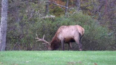 Sonbahar mevsiminin başlarında yeşil bir çayırda otlayan boğa geyiği ya da wapiti..