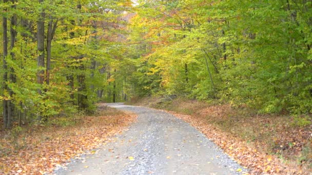 秋天美丽的季节 树叶在森林里飘落的美丽 — 图库视频影像