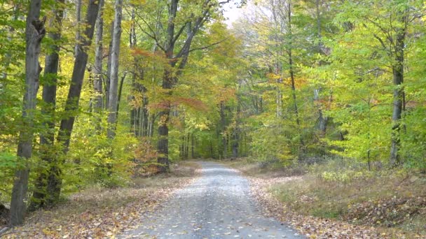 Die Schönheit Der Blätter Die Während Der Herbstzeit Den Wald — Stockvideo
