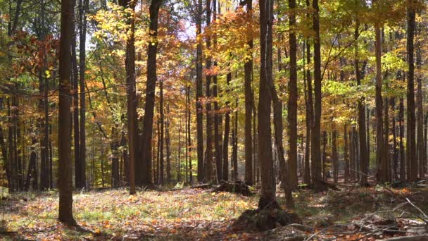 Herfstbladeren Vallen Een Mooie Herfstdag Slow Motion — Stockvideo