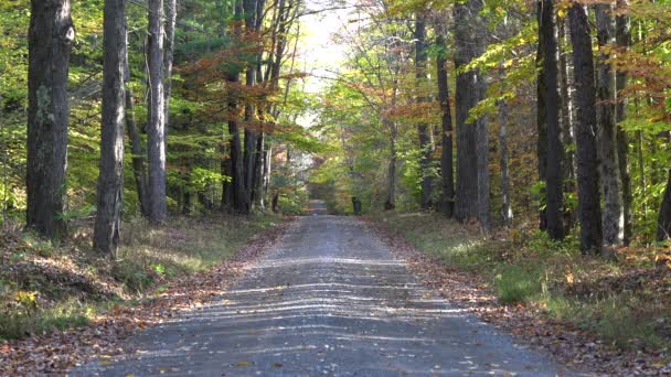 Beleza Uma Estrada Terra Floresta Dia Ensolarado Outono — Vídeo de Stock