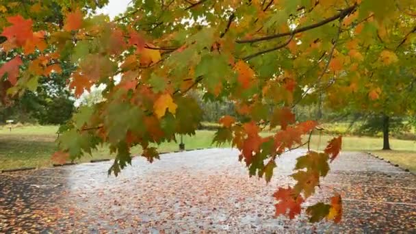 Prachtige Herfstbladeren Zwaaien Wind Een Herfstdag — Stockvideo