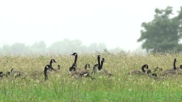 朝の霧の中のフィールドでカナダのガチョウの餌の大規模なガチョウ — ストック動画