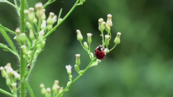 Ladybug Eating Aphids Plant Outdoors — Stock Video