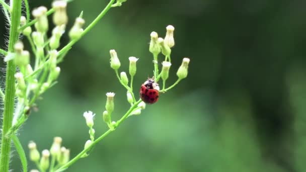 무당벌레가 옥외에 식물에서 진딧물을 — 비디오