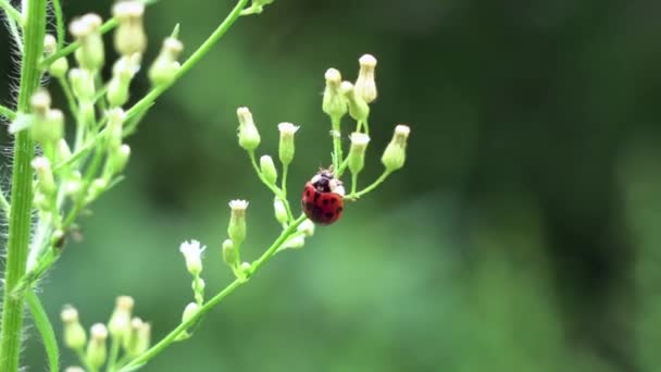 Une Coccinelle Mangeant Des Pucerons Une Plante Extérieur — Video