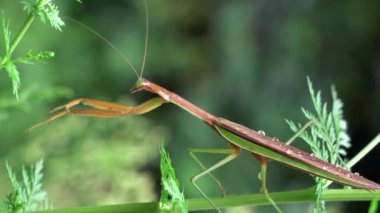 Yazın açık havada bir bitkinin üzerinde peygamber devesi..