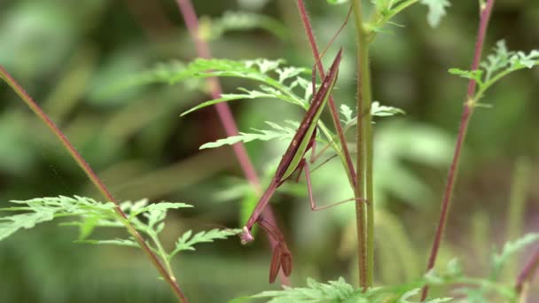 Una Mantis Religiosa Una Planta Aire Libre Durante Tiempo Verano — Vídeo de stock