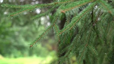 Rüzgarda savrulan ladin dalında su damlacıkları.