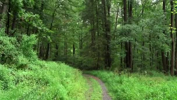 曇りの夏の日に緑の森を歩く — ストック動画