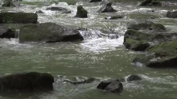 Ruisseau Dans Forêt Pendant Vert Fin Saison Estivale — Video