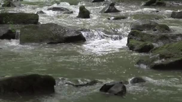 Potok Lese Během Zelené Pozdní Letní Sezóny — Stock video