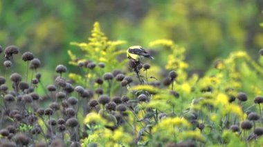 Saka kuşu çayırdaki bazı yabani çiçeklerin tohumlarını yiyor..