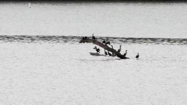 Sekelompok Cormorants Membasahi Matahari Hangat Setelah Berenang Danau — Stok Video