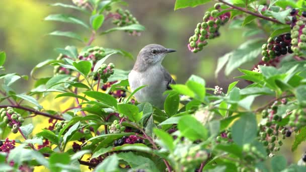 Mockingbird Cinza Norte Comendo Bagas Arbusto Baga — Vídeo de Stock