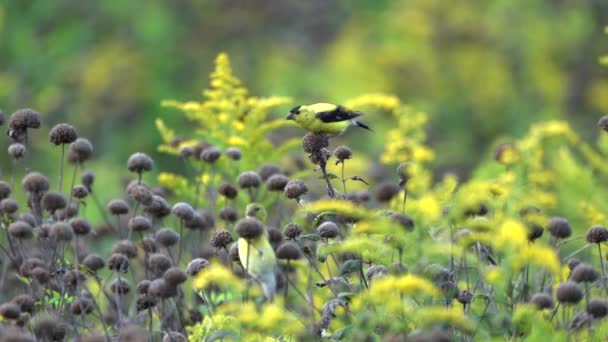 Goldfinches Jíst Semena Některých Divokých Květin Louce — Stock video