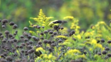 Saka kuşu çayırdaki bazı yabani çiçeklerin tohumlarını yiyor..
