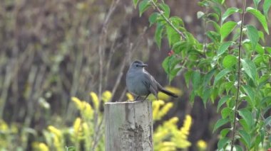 Bir kedi kuşu çitin tepesinde oturuyor ve sabah güneşini emiyor..