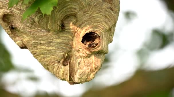大きなスズメの巣が木の中にぶら下がり スズメが這って外に出てそれを大きく構築します — ストック動画