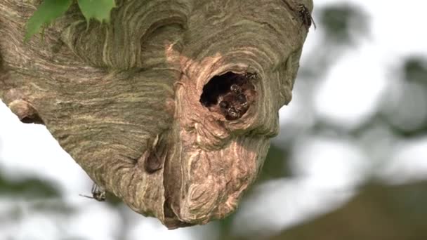 Ein Großes Hornissennest Das Einem Baum Hängt Dem Hornissen Ein — Stockvideo