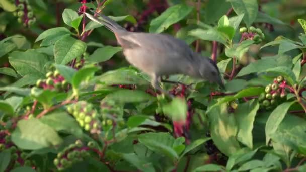 Pássaro Sentado Arbusto Baga Comendo Bagas — Vídeo de Stock
