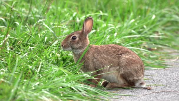 Cotton Tail Rabbit Sitting Path Eating Blades Grass — Stock Video