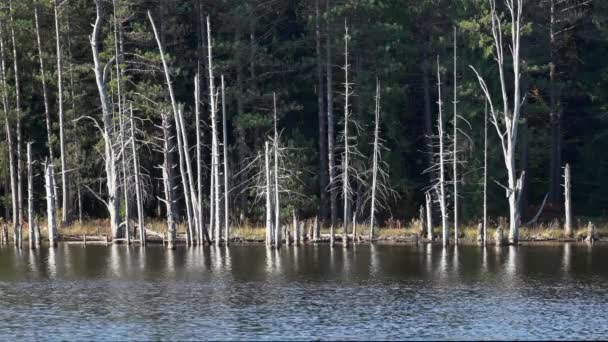荒野地帯の湖の端にはたくさんの枯れ木があります — ストック動画