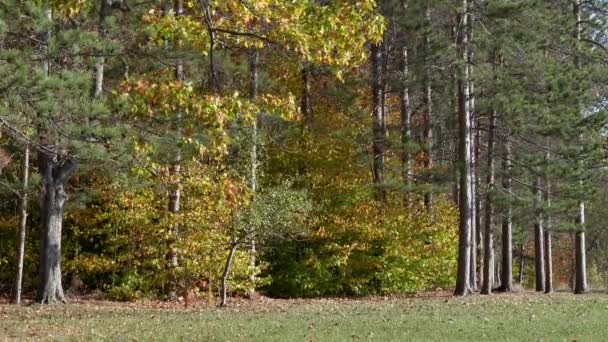 Schoonheid Van Herfstbladeren Het Bos Een Winderige Dag — Stockvideo