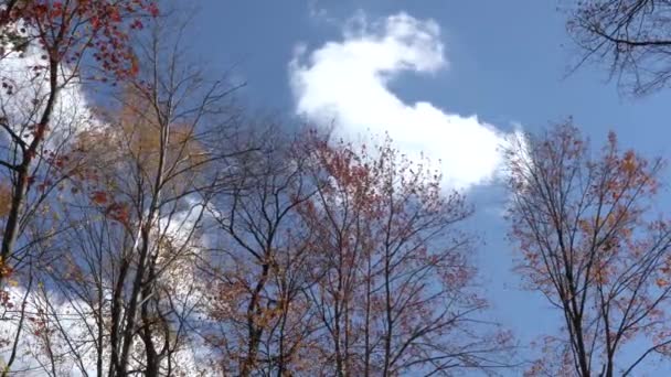 트리를 똑바로 고개를 지나가는 구름을 바라본다 — 비디오
